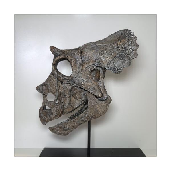 恐竜　化石　トリケラトプス 赤ちゃん　頭部 頭骨 レプリカ　一品のみ 恐竜 化石 トリケラトプス 赤ちゃん 頭部 頭骨 レプリカ 一品