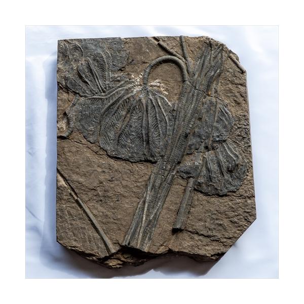 極上 ウミユリ トラウマトクリヌス 化石 本物 貴州省産 46cm um1 極上 ウミユリ トラウマトクリヌス 化石 本物 貴州省産 46cm