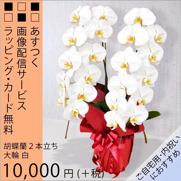 胡蝶蘭大輪白2本立ち内祝い誕生日出産祝い新築祝い自宅用にお盆お彼岸法事敬老の日にも Buyee Buyee 提供一站式最全面最專業現地yahoo Japan拍賣代bid代拍代購服務
