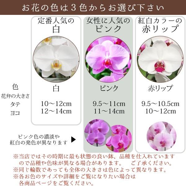 胡蝶蘭お祝い大輪白3本立ち27輪以上開業祝い開店祝い新築祝い結婚祝いお盆お彼岸法事敬老の日にも花ギフトプレゼント Buyee Buyee 提供一站式最全面最专业现地yahoo Japan拍卖代bid代拍代购服务