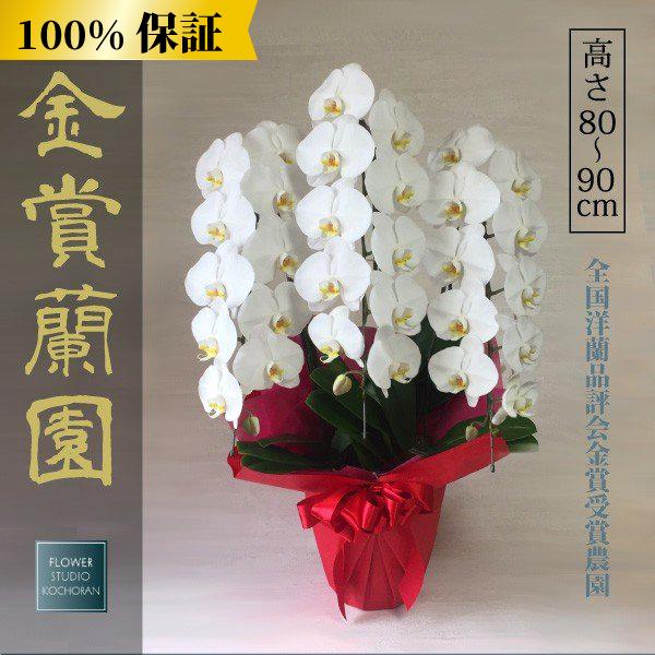 胡蝶蘭 お祝い 開店祝い 開業祝い 開院祝い 昇進祝い 就任祝いお祝い事からお悔みまで贈り物には胡蝶蘭が最適です。フラワーギフトはFS胡蝶蘭におまかせください！！！金賞受賞農園から厳選の胡蝶蘭を全国に配送いたします。午前11時までのご注文で...