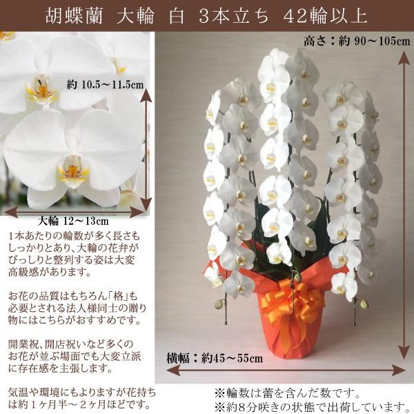 �y100���ۏ؁z�Ӓ��� ���j�� ��� 3�{����42�ֈȏ� �� �s���N �J�Əj�� �J�X�j�� �V�z�j�� �����j�� ������ ���T �Z�����j�[ �j��� ���i�摜1
