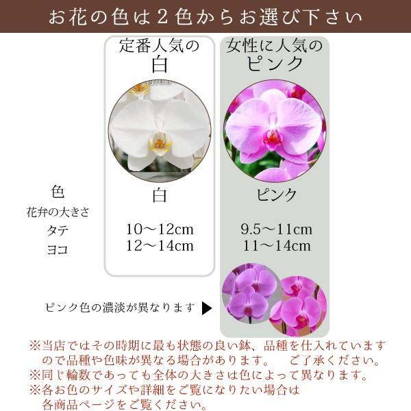 胡蝶蘭お祝い大輪白3本立ち45輪以上高さ約110cm 最上級品高級胡蝶蘭開業祝い開店祝い就任祝いビジネス法人式典セレモニー祝賀会 Buyee 日本代购平台 产品购物网站大全 Buyee一站式代购