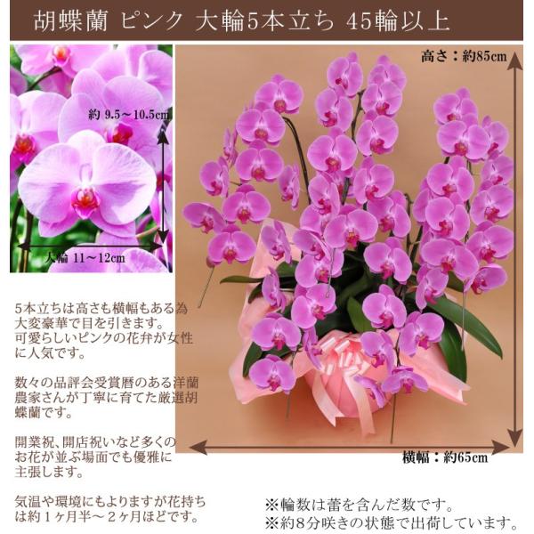 �y100���ۏ؁z�Ӓ��� ���j�� ��� �s���N 5�{����45�ֈȏ� �J�Əj�� �J�X�j�� �A�C�j�� ���� ���i�摜1