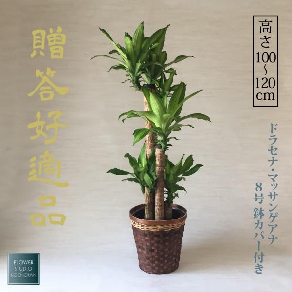 観葉植物 お祝い ドラセナ・マッサンゲアナ 幸福の木 ギフト 8号 観葉植物 お祝い ドラセナ・マッサンゲアナ 幸福の木 ギフト 8号