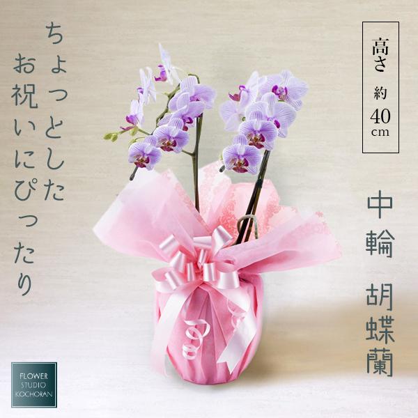 【高さ】約35〜40cm【幅】　約20cm【本数】2本立ち【輪数】14輪以上（蕾含む）【花びらの大きさ】-【花もち】約2か月（環境により異なります）*******************************************胡蝶蘭...