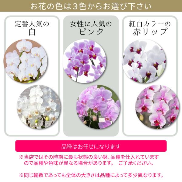 �y100���ۏ؁z���֌Ӓ���(�~�f�B)3�{����21�ֈȏ� �� ���j�� �a���� ��̓� �L�O�� �J�Əj�� �J�X�j�� �V�z�j�� �����j�� �M�t�g ���i�摜1