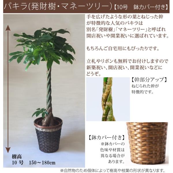 観葉植物 お祝い パキラ 発財樹 ギフト 10号 鉢カバー付き 樹高150 180cm 開店祝い インテリア グリーン Buyee Buyee Japanese Proxy Service Buy From Japan Bot Online