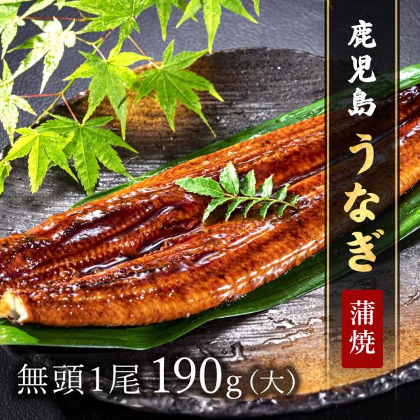 鹿児島県産 うなぎ 蒲焼 特大 190g 1尾 無頭 鰻 ウナギ 国産 蒲焼き 冷凍 食品 グルメ ギフト お取り寄せ 贈答用 高級 父の日