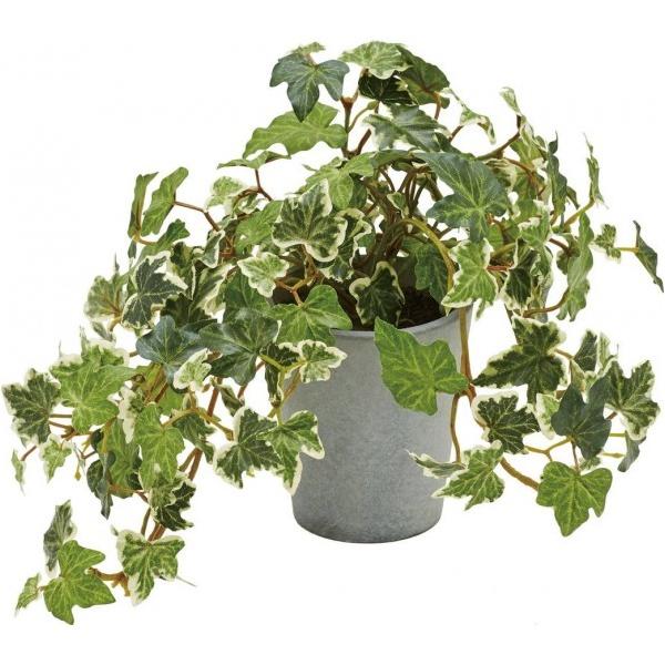 �|�s�[ �C���O���b�V���A�C�r�[�|�b�g GLA-1527GR