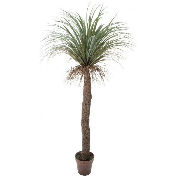 【AL959】ユッカ　ロストラータ　【備蓄ロスト・古古ロスト】 ユッカ・ロストラータ 8号 90cm - 植物と暮らす m-plant