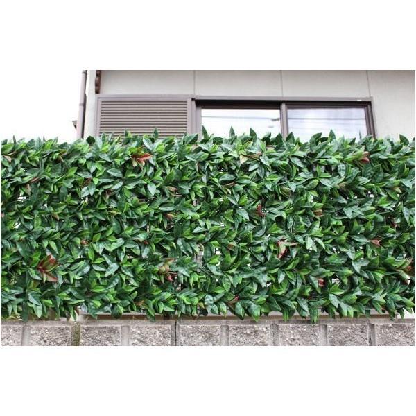 レッドロビン　1m前後　生垣などに！200本セット hanahirobaonline_niwaki-