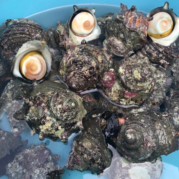 国産活サザエ １キロ さざえ 新鮮活き活き つぼ焼き 刺身に 大原産