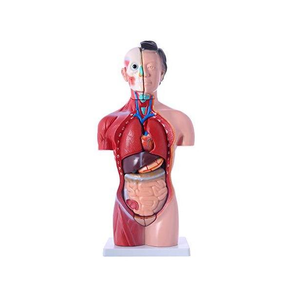 解剖 模型 その他のおもちゃの人気商品 通販 価格比較 価格 Com