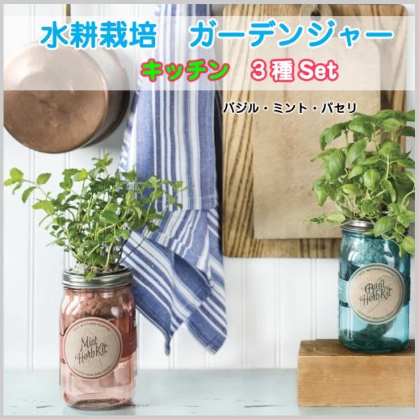 パセリ 栽培キット みんな探してる人気モノ パセリ 栽培キット 食品