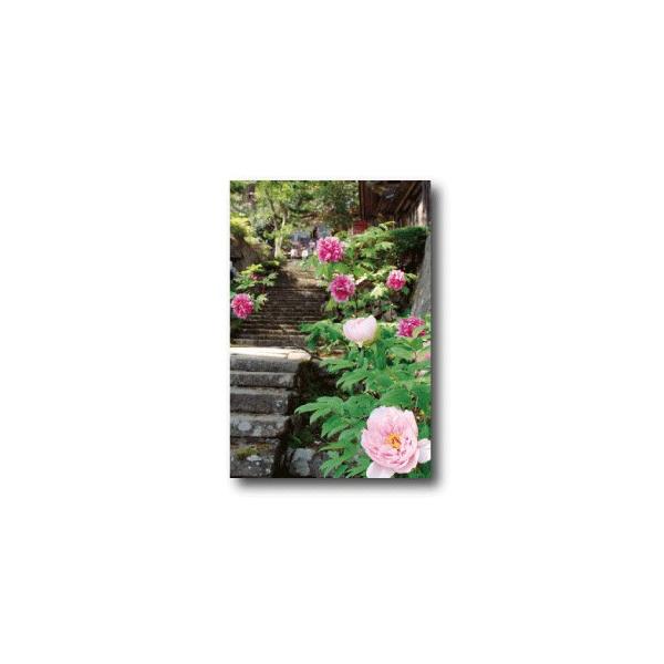 �|�X�g�J�[�h  ���J���̉��O