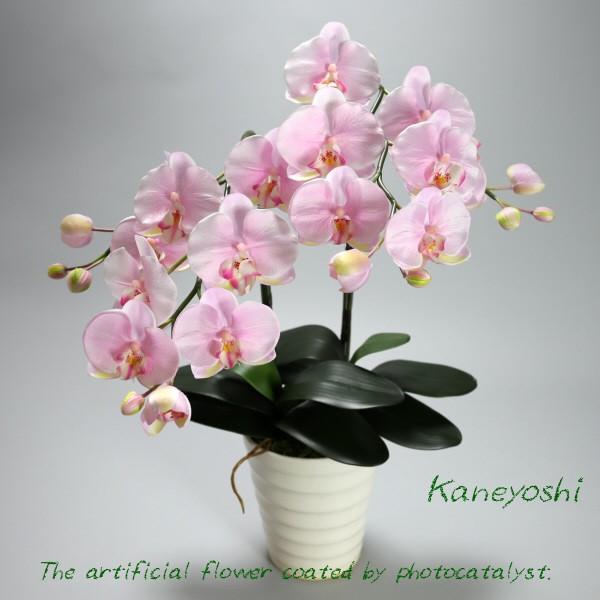お祝い お供えの花 仏花 フラワーギフト 光触媒胡蝶蘭大輪 ２本立 サクラピンク 67 植木鉢のお店 どっちゃん 通販 Yahoo ショッピング
