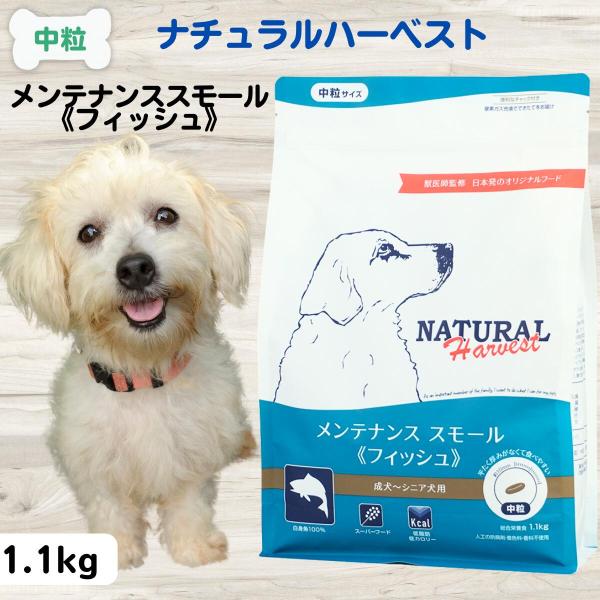 メンテナンススモール フレッシュフィッシュ