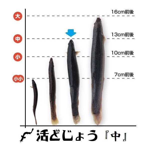 [Release date: April 17, 2016]・どじょうの調理方法：定番のどじょう鍋、どじょうの柳川鍋、唐揚げや、ドジョウの天ぷらもおすすめ。また、うなぎのタレにどじょうを絡めてあげてヘルシーなドジョウの蒲焼も◎・ドジョウの小...