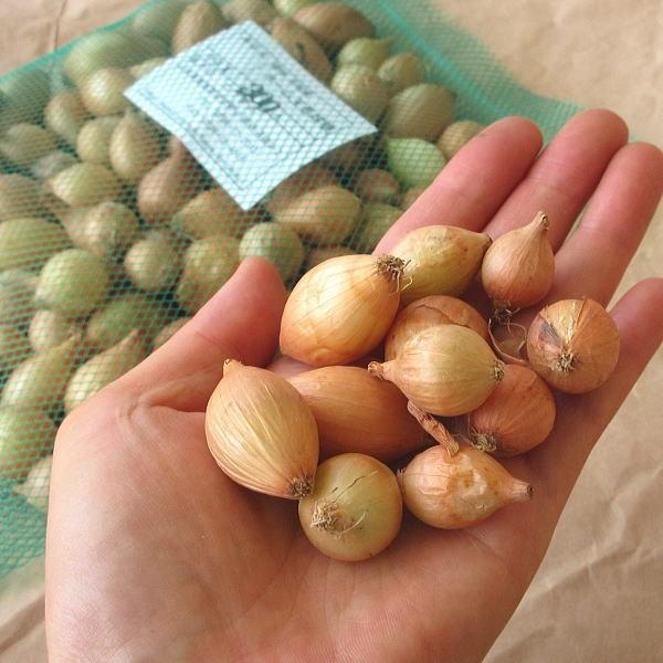 野菜 種 苗 ホームたまねぎ タマネギ 玉葱 球根 300g Buyee Buyee Japanese Proxy Service Buy From Japan Bot Online