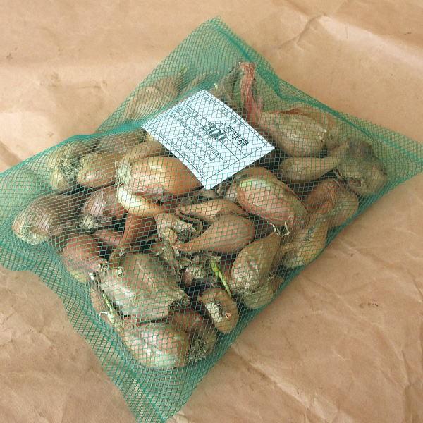 送料込み わけぎ 球根 大中混合 500g 球 無農薬 ワケギ種 球根