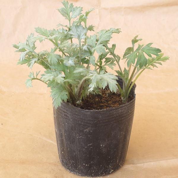 [Release date: April 10, 2025]草もちや草団子の原料としておなじみの野草です。保水力があり排水の良いところを好み寒さに強く、路地栽培で冬越し可能です。地堀苗の為、出荷時の新芽の数は株により多少異なる場合がございま...