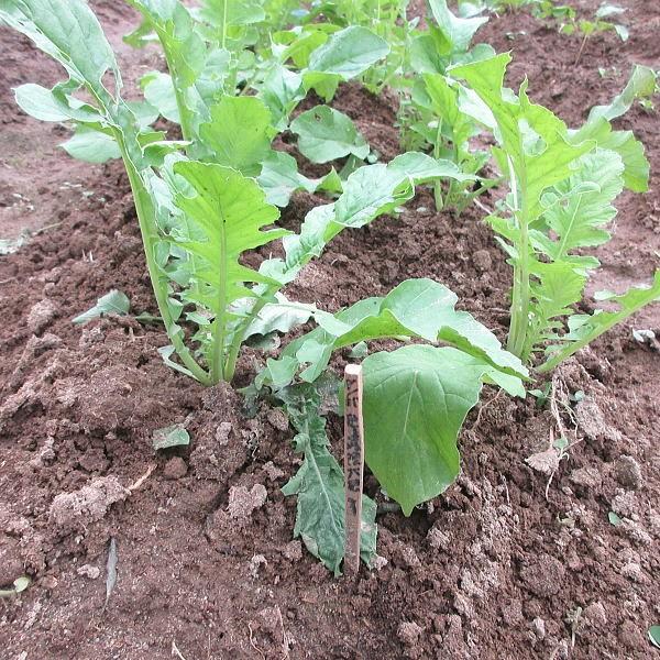 野菜の種 種子本丸聖護院大根宇治交配1袋3ml Buyee Buyee 提供一站式最全面最專業現地yahoo Japan拍賣代bid代拍代購服務bot Online