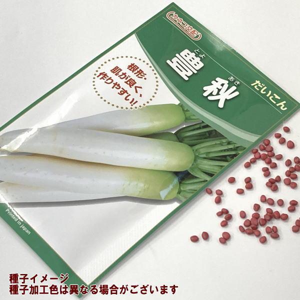 野菜の種/種子 豊秋総太り大根 カネコ交配 1袋 3mL