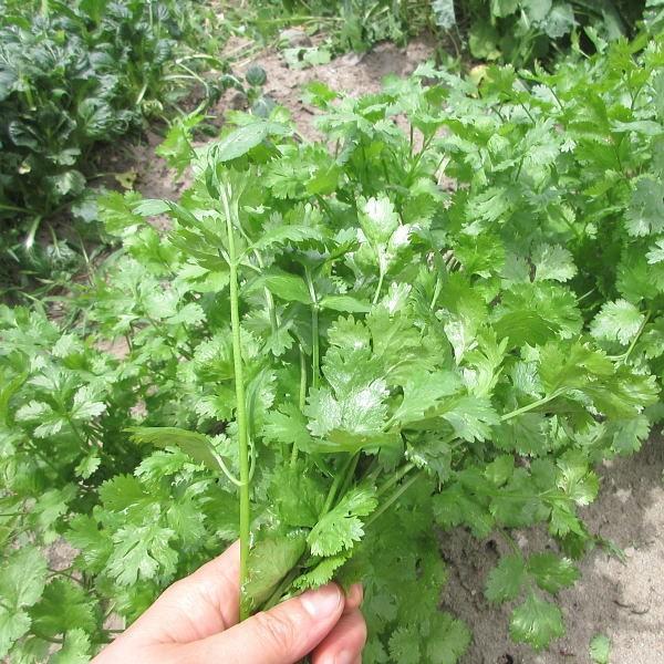 野菜の種 種子 パクチー ハーブ 1袋 2ml Taneha Buk 庄内米産直店 土門商店yahoo 店 通販 Yahoo ショッピング