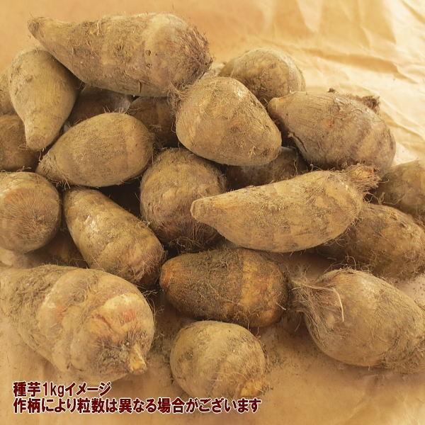 野菜 種 苗 唐のいも とうのいも エビ芋 里芋 種芋 1kg Taneimokaraimo 庄内米産直店 土門商店yahoo 店 通販 Yahoo ショッピング
