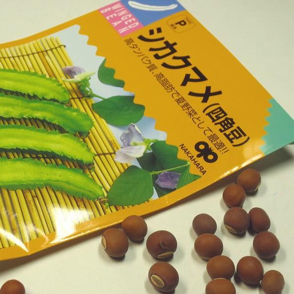 野菜の種/種子 つるあり シカクマメ 四角豆 1袋 15粒