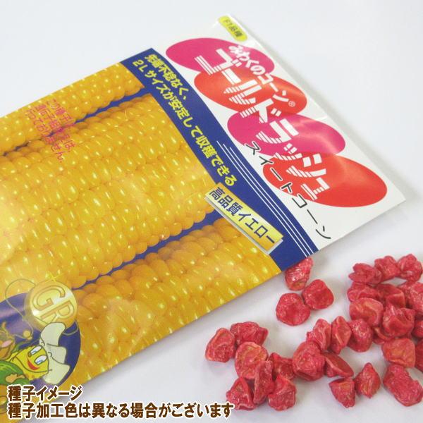 野菜の種/種子 みわくのコーンゴールドラッシュ サカタ交配 1袋 野菜の種/種子 みわくのコーンゴールドラッシュ サカタ交配 1袋