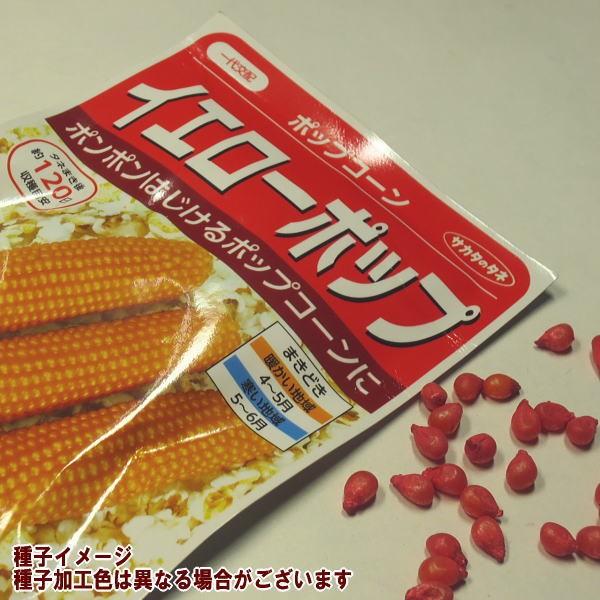 種子特徴：はぜとうもろこし用のポップコーン種子です。穂は細長い棒状でやや大粒、完全に熟させ乾燥させよく乾燥したものをいるとはじめて何倍にもふくらみます。種子ご予約・販売開始は毎年2月15日を予定しておりますが、入荷となりしだい開始しておりま...