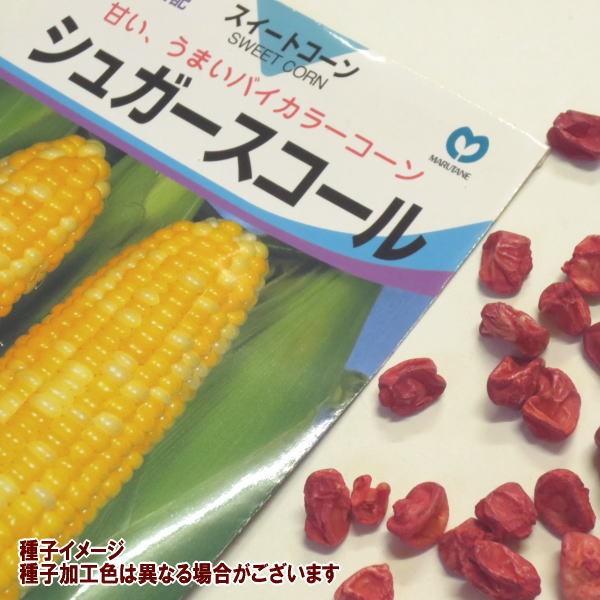 種子特徴：黄色と白色が混じるバイカラー種。食味は従来の黄色種より更に甘く、粒皮も柔らかい。4月蒔きで95日,5月初旬蒔きで85日程度で収穫できる中生種。「スイートコーン」は複数品種ご案内しておりますが1品種の場合は株間約30cmで栽培できる...