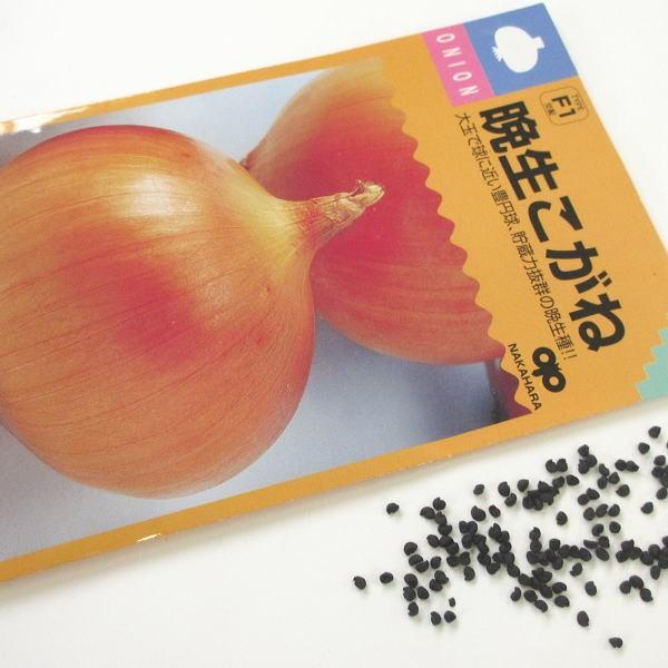 野菜の種/種子 晩生こがね玉葱 1袋 3mL