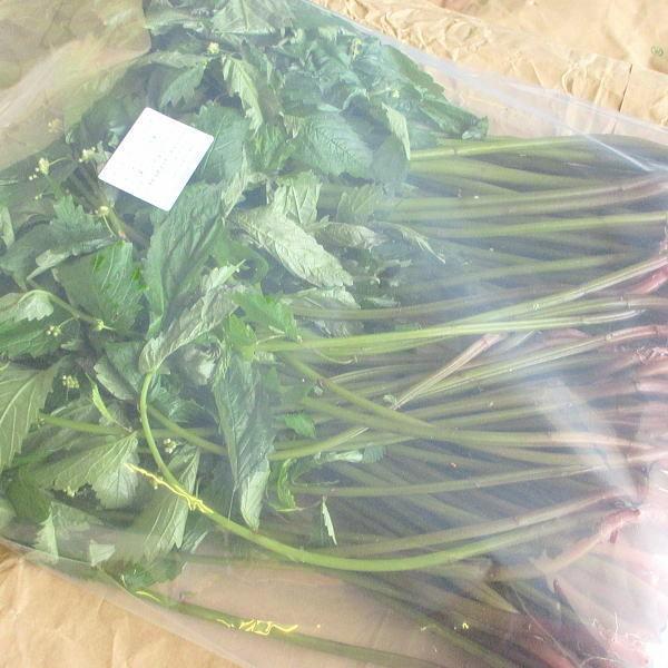 みずウワバミソウ2kg 山菜野草山形県産翌日配達限定 Buyee Buyee 提供一站式最全面最專業現地yahoo Japan拍賣代bid代拍代購服務bot Online