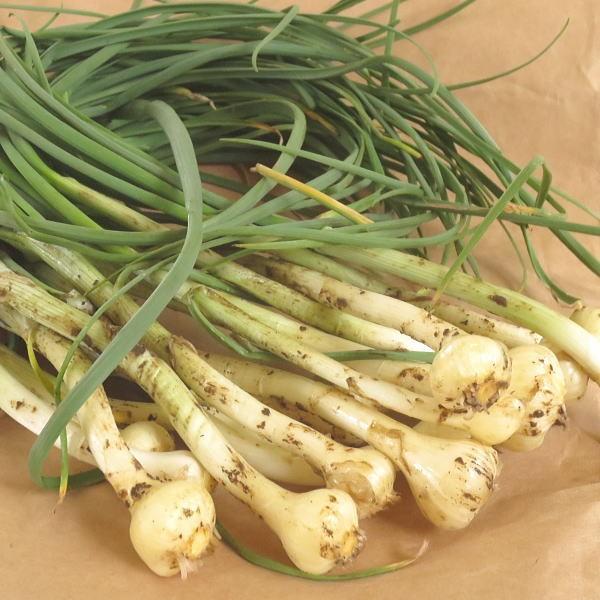 のびる ノビル 0g 山菜 野草 山形県産 クール便 Buyee Buyee 日本の通販商品 オークションの代理入札 代理購入