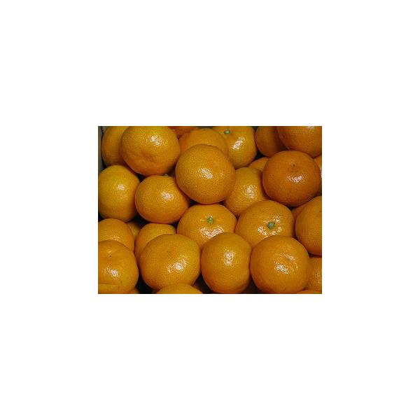 中隆園のこだわり有田みかん 10キロ 小粒サイズ Buyee Buyee 日本の通販商品 オークションの代理入札 代理購入