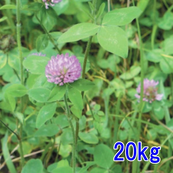 ■種子　アカクローバ（マメ科）　ムラサキツメクサ・アカツメクサ・紫詰草・レッドクローバとも呼ばれる■特性　シロクローバよりもひとまわり大型で　粗く分枝して直立から斜状に生育するマメ科の短命な多年草です。　世界の温帯・冷温帯に広く分布しており...