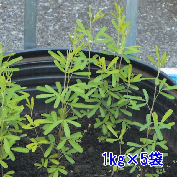 ■種子　日本全土の日当たりの良い草地などに生育する　草丈50〜100cmのマメ科の多年草です。■特性　痩地、乾燥地に強く、また砂礫地や硬質地でも良好に生育します。　茎や根茎がやや木質化し、深根性で土壌緊縛力に優れます。　初期成長がやや遅く、...