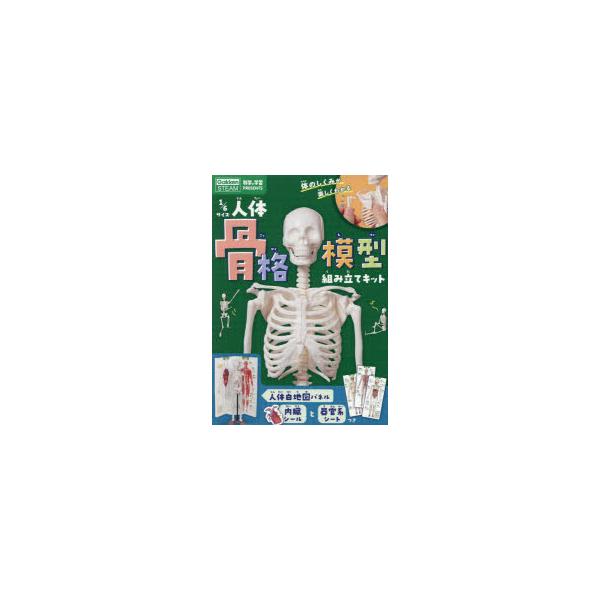 1/6サイズ人体骨格模型組み立てキット