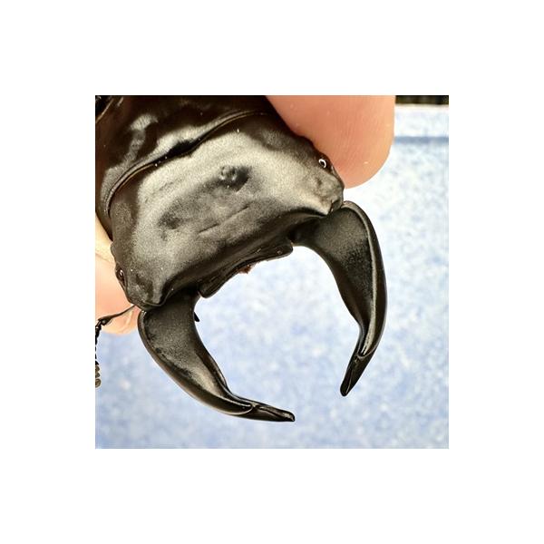 dorcus-academy_chv2024-01