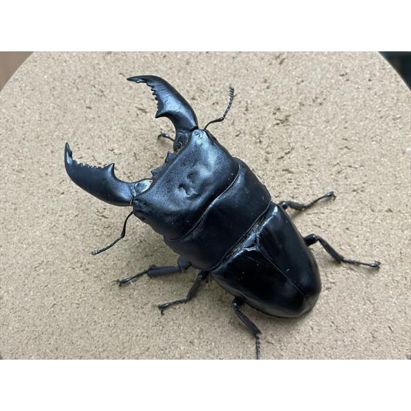 スマトラヒラタクワガタ（アチェ産）♂105.2mm 単品 : 有限会社