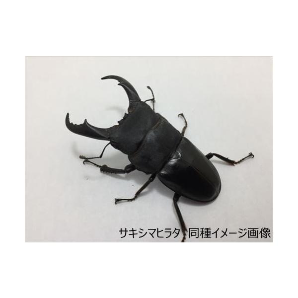 サキシマヒラタクワガタ 標本 サキシマヒラタクワガタ 標本