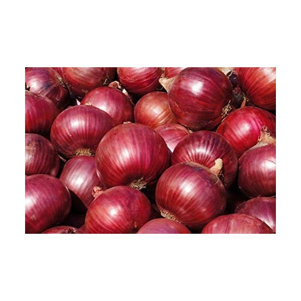 「商品情報」「主な仕様」新物、M/Ｌ/Ｌ大サイズ以上の赤たまねぎ、調理しやすく使いやすいサイズです。北海道は、たまねぎ日本初の産地で、量・技術・研究など管理体制も徹底、しっかり乾燥処理後出荷の為、日持ちします。北海道産の赤玉ねぎ(アーリーレ...