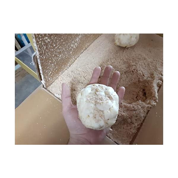 「商品情報」「主な仕様」１玉【特大サイズ】：約１２０g以上　直径：１０ｃｍ以上　産地：美瑛/十勝 虫類/芽室特大サイズの商品は、６年以上かけ育てる事から超めずらしい商品です。調理には、モンブラン、ケーキ、お菓子、きんとん、おせち（京料理）な...