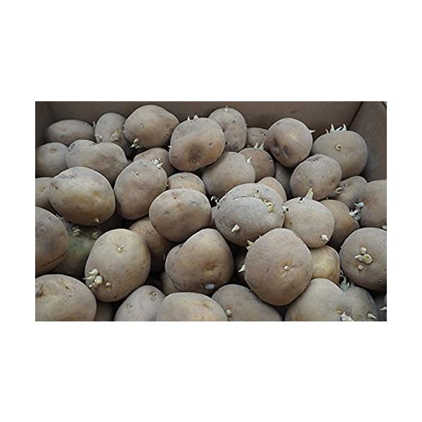 種芋 だんしゃく 北海道産 じゃがいも 男爵 １kg（正規品 S/M/L）ダンシャク 人気 タネイモ