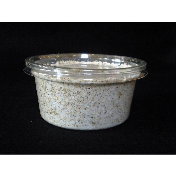 １時保管に最適な１２０ｃｃカップです。特選されたクヌギの生オガ１００％を使用！菌糸は選び抜かれたヒラタケ菌の初菌（一番菌）のみを使用して作り上げたＳＲＤブロックを使用！２番菌や３番菌などの使い古しの菌とは違い、粘り強さがあり長持ちします。初...