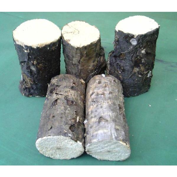 Y؁@iǎiށj@aNX@TCY@