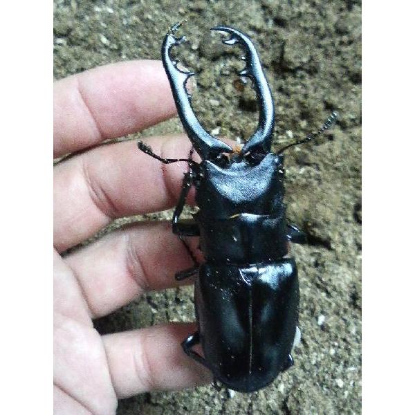 ギラファノコギリクワガタ（スマトラ産） オス85〜90ミリ オス単品